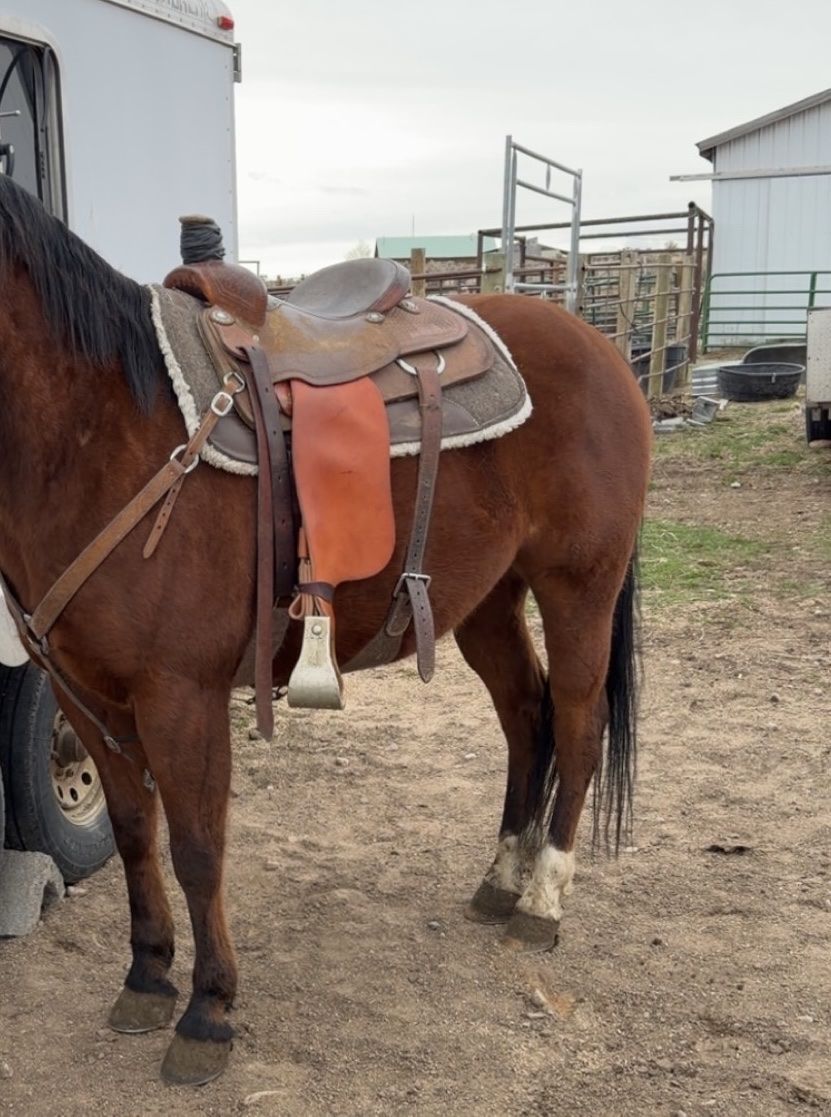 15 in Stray Star Team Roping Saddle