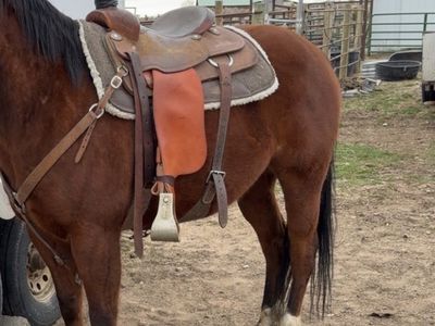 15 in Stray Star Team Roping Saddle