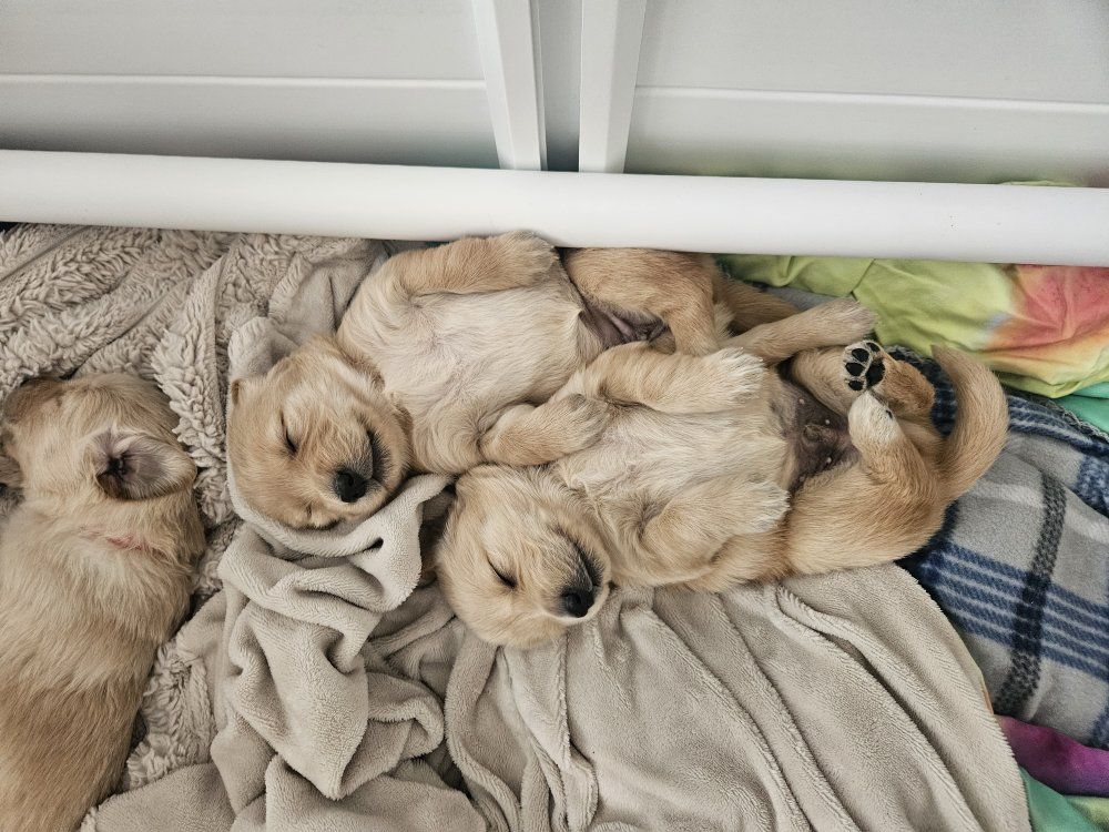 Exceptional AKC Golden Retriever Puppies – Home Raised | Limited Litter