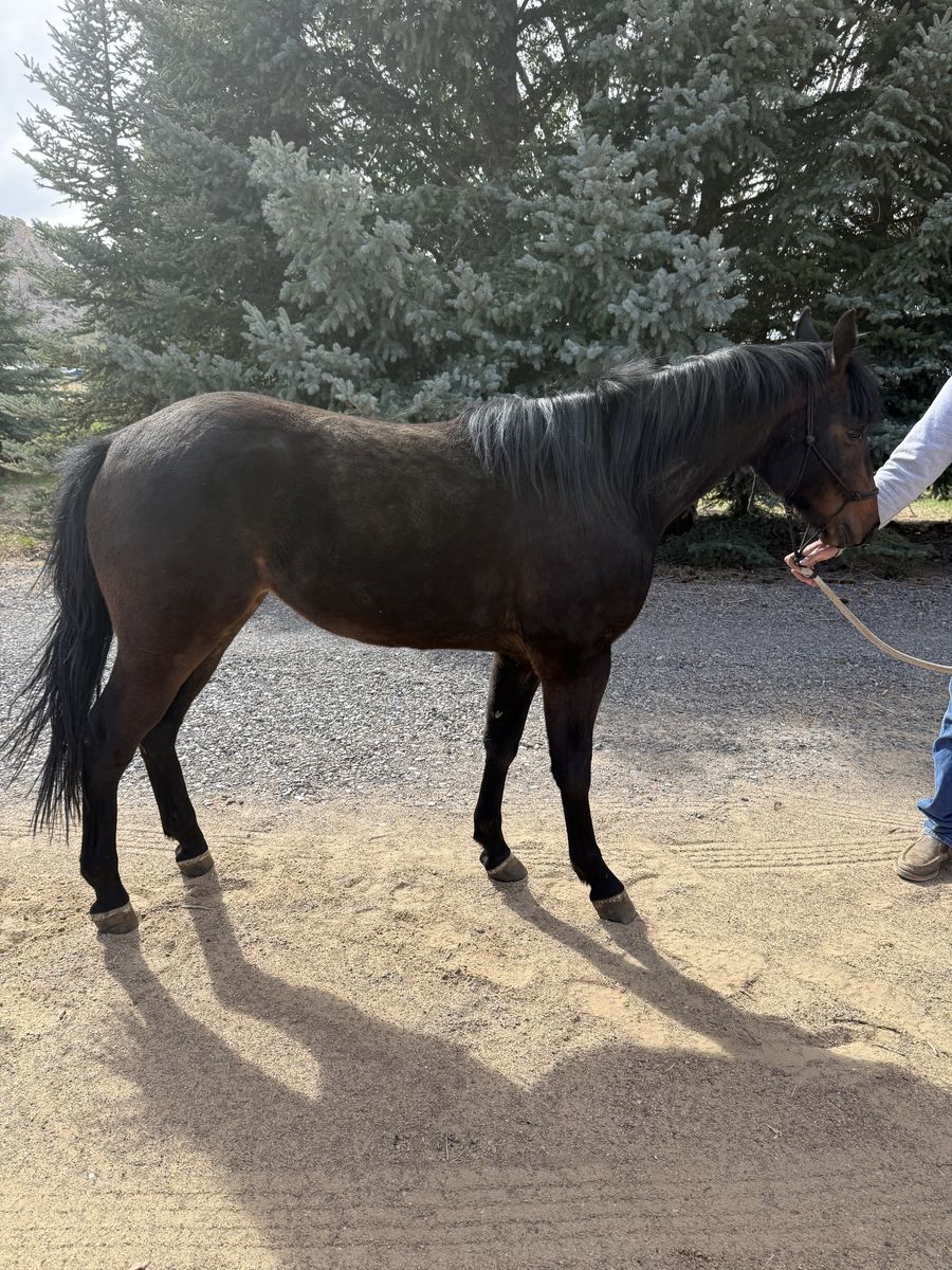 Brown Filly