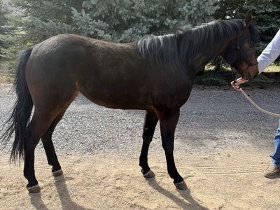 Brown Filly