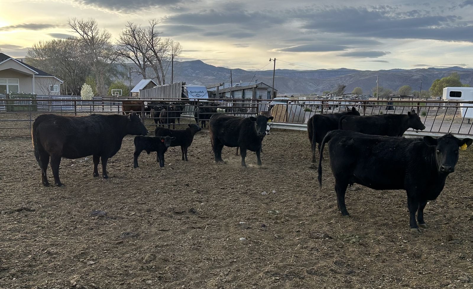 5 Young Pair Pure-bred Angus