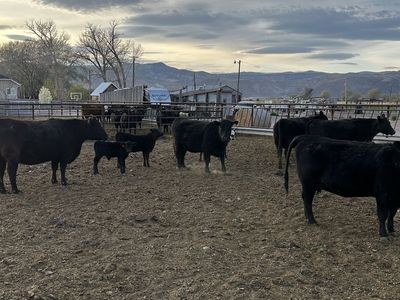 5 Young Pair Pure-bred Angus