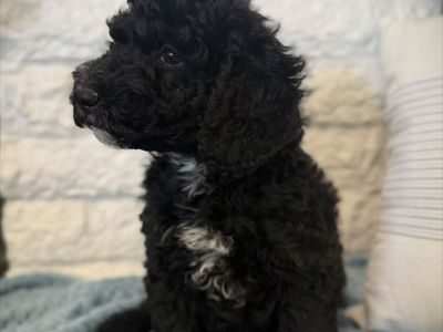 AKC mini poodle boy!