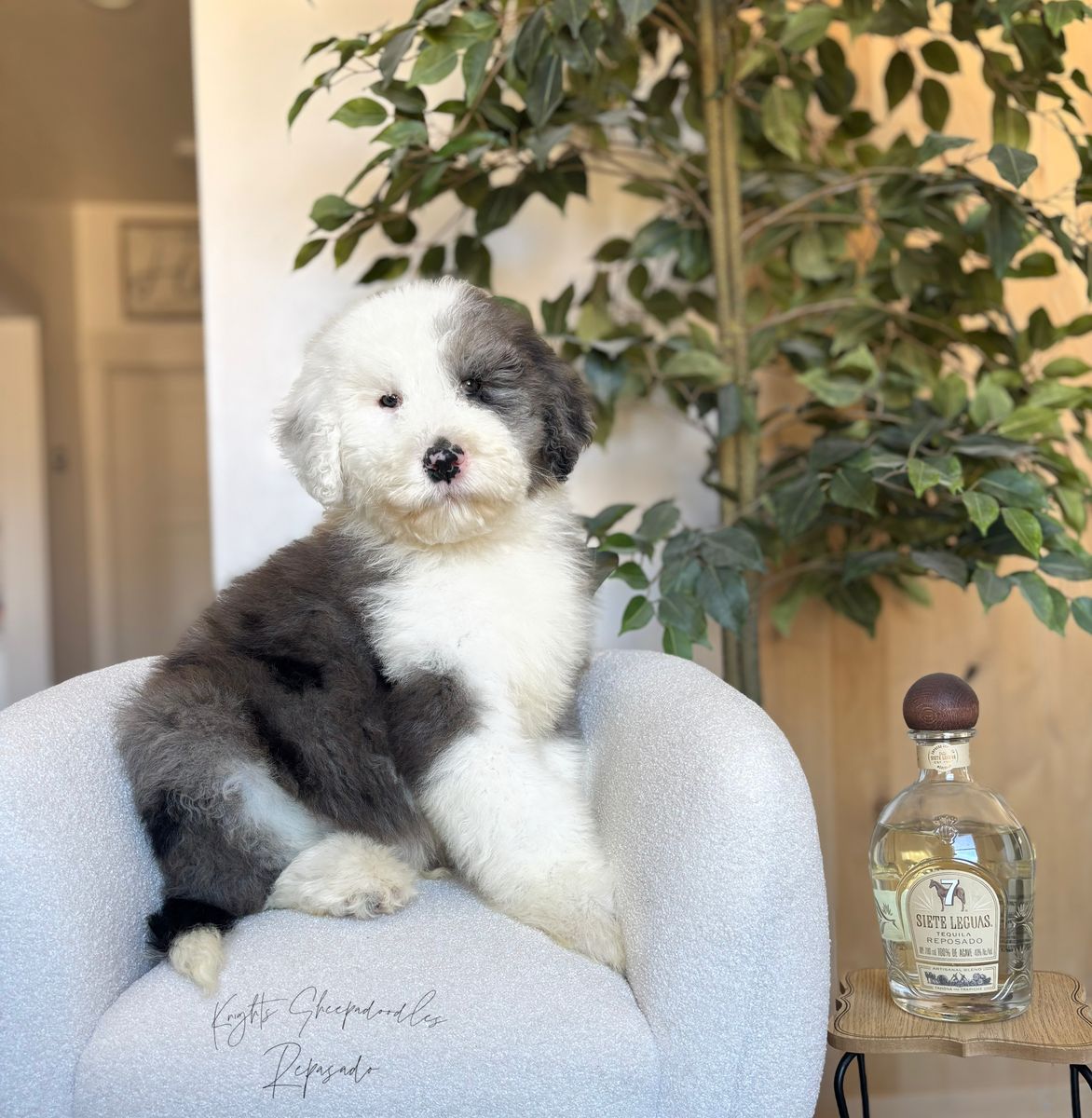 F1 Standard Sheepadoodle