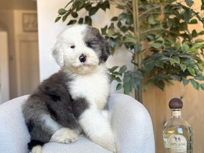 F1 Standard Sheepadoodle