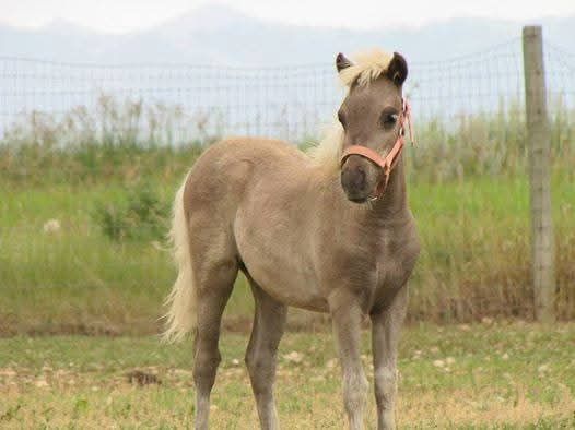 Registered Silver Dapple mare
