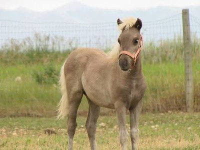 Registered Silver Dapple mare