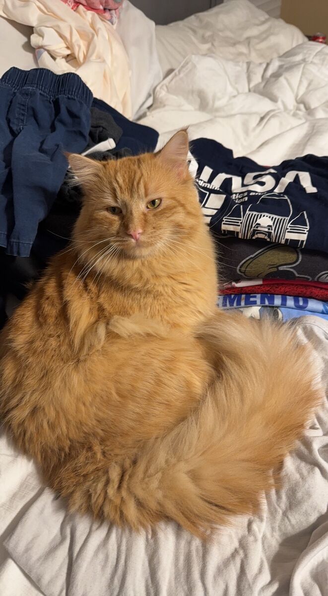 Missing orange Siberian cat in South Jordan