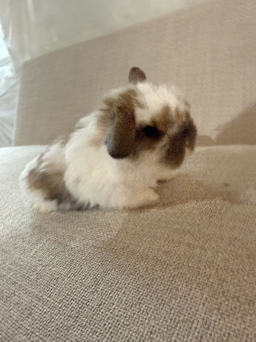 Baby Holland Lop Girls