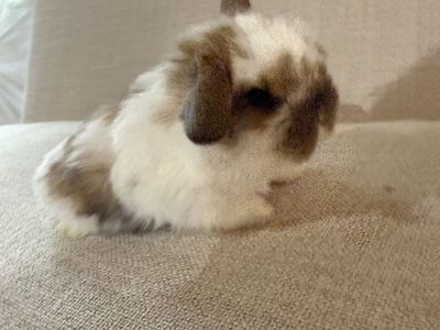 Baby Holland Lop Girls