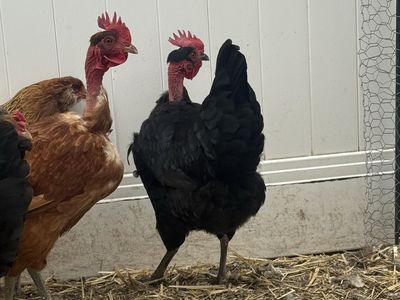 Laying Hens for Sale