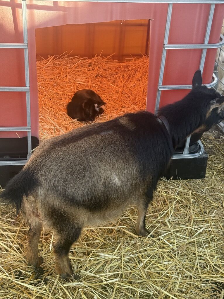 ADGA NIGERIAN DOES WITH KIDS