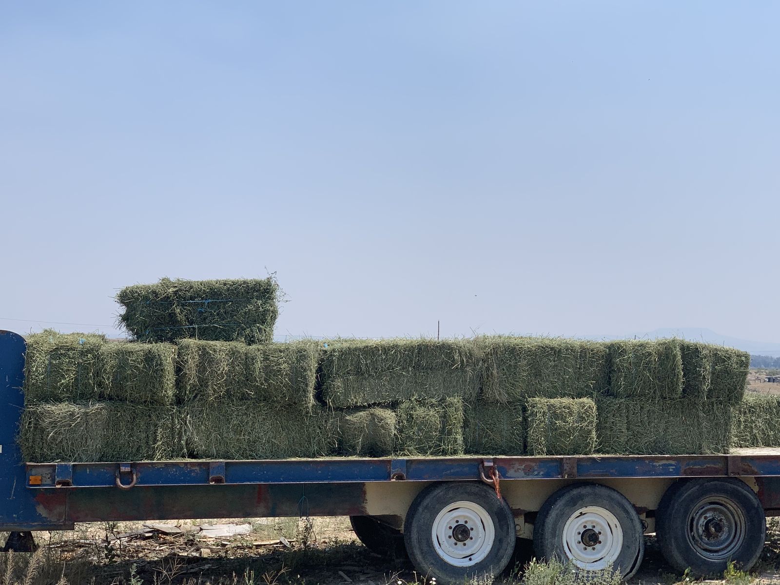 Alfalfa hay for sale