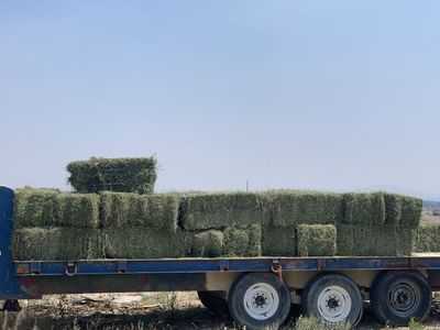 Alfalfa hay for sale