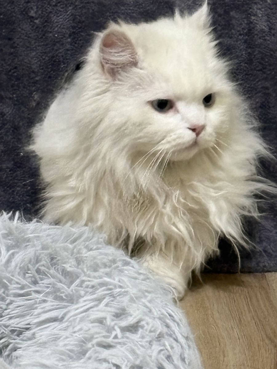 Neutered, Vaxed, Child Friendly Persian Boys