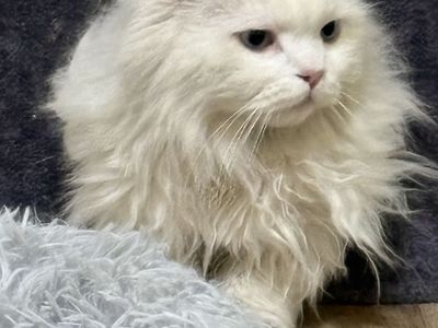 Neutered, Vaxed, Child Friendly Persian Boys