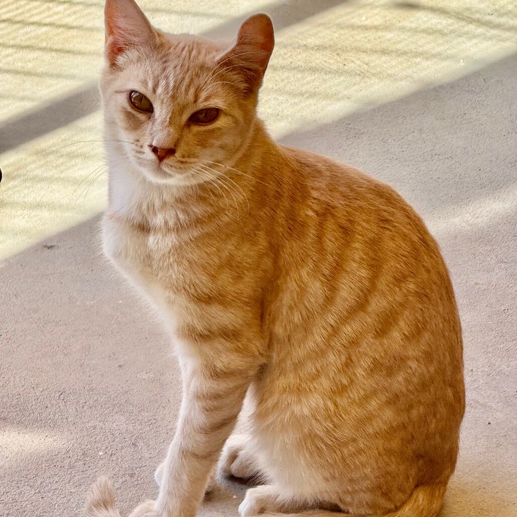 Hello my name is Peep