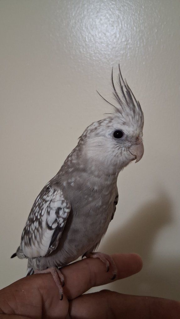 Tame Baby Cockatiel 
