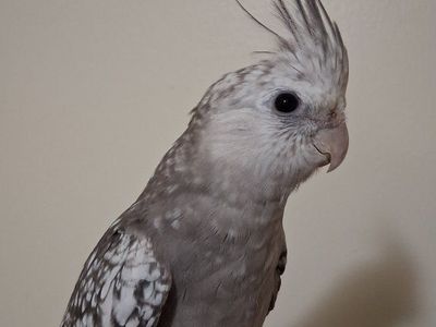 Tame Baby Cockatiel