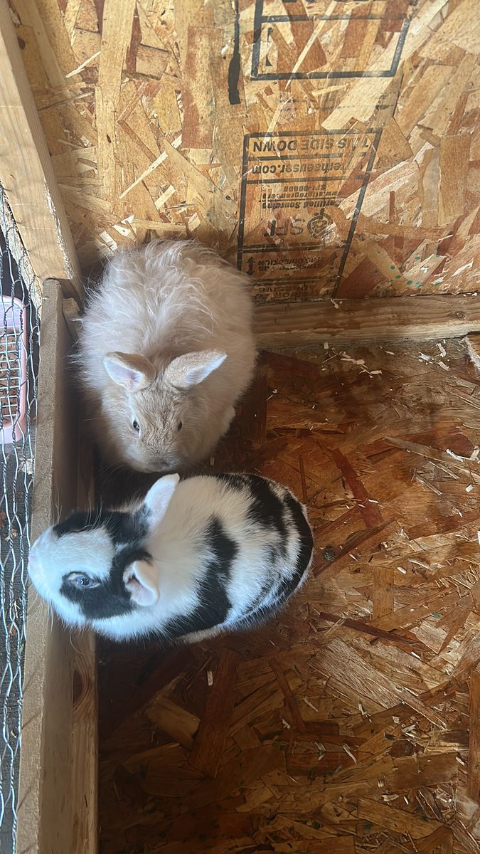 Free two rabbits I am located at west valley