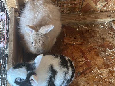 Free two rabbits I am located at west valley