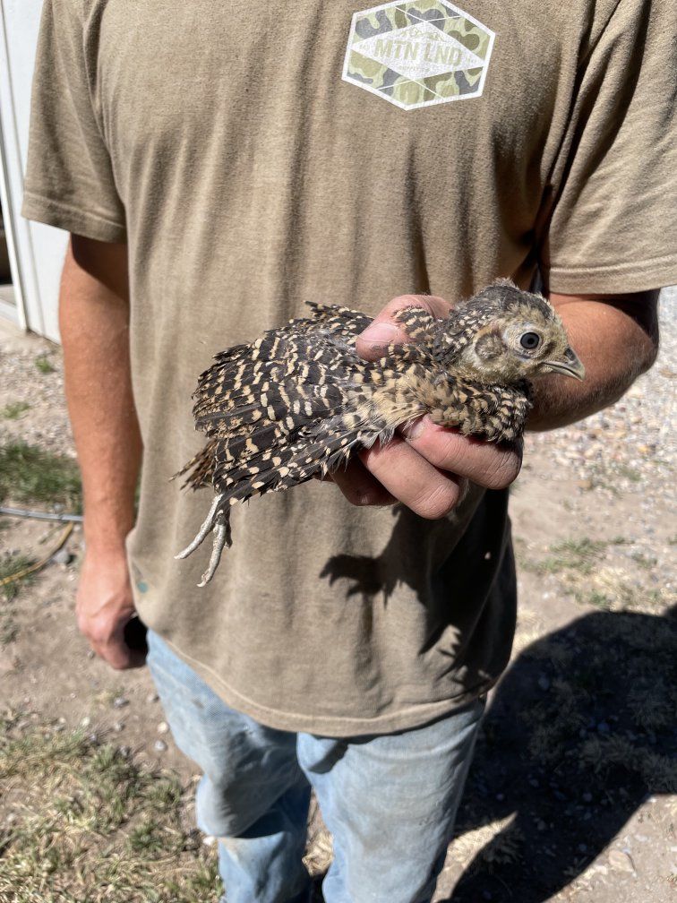 Reeve's Pheasant Chicks