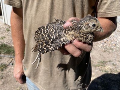 Reeve's Pheasant Chicks
