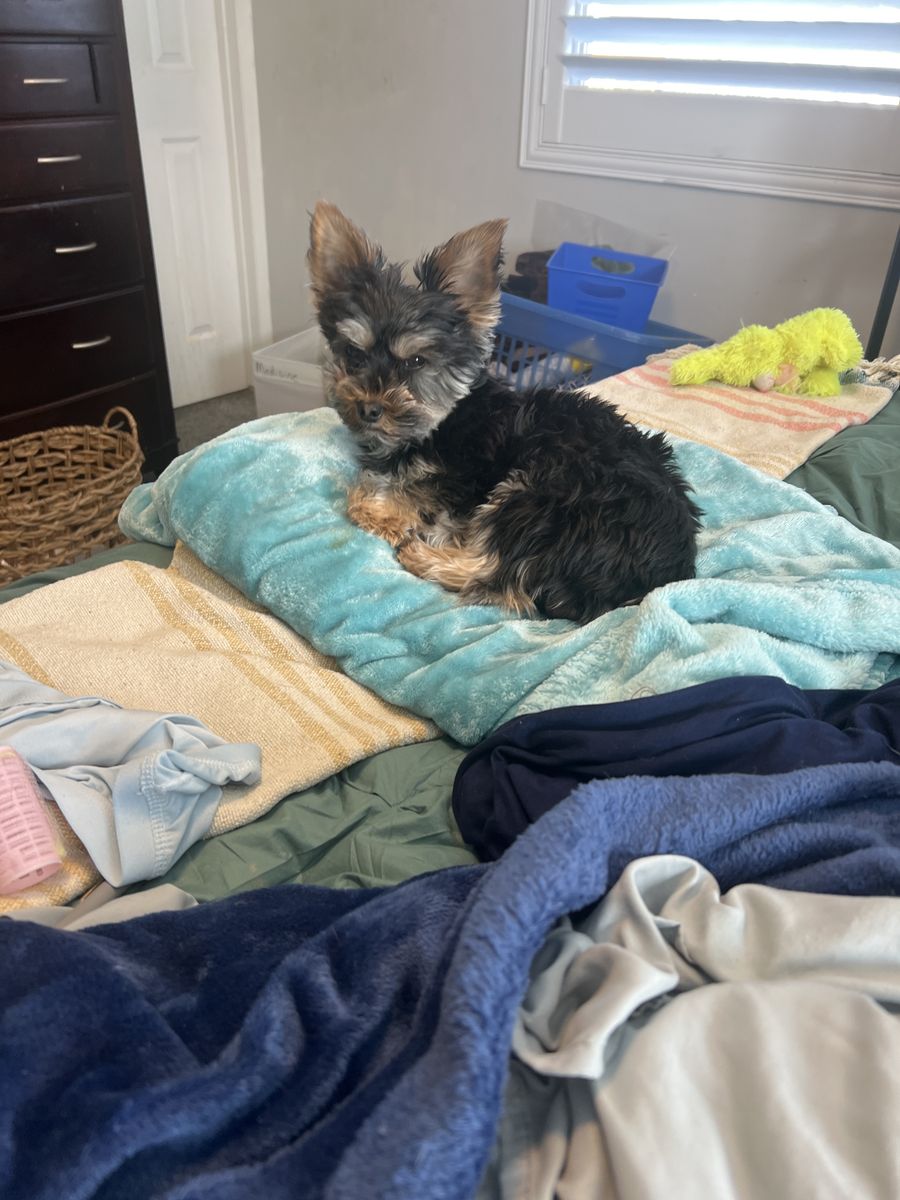 AKC Registered Yorkire Terrier