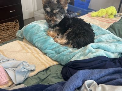 AKC Registered Yorkire Terrier