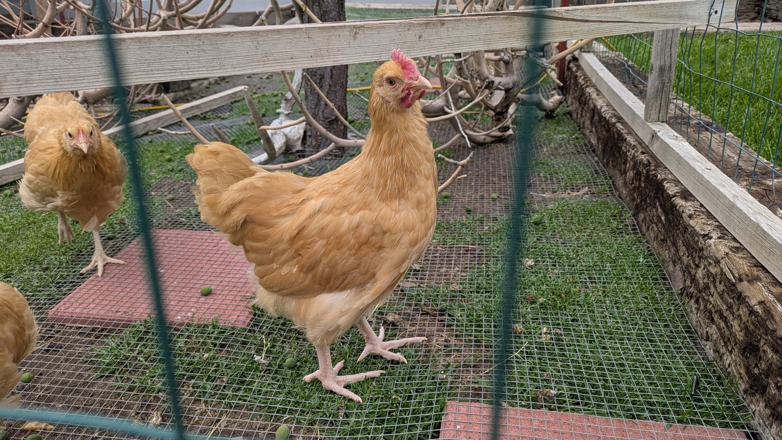 Buff Orpington Cockerel (Rooster)