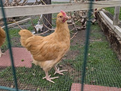 Buff Orpington Cockerel (Rooster)