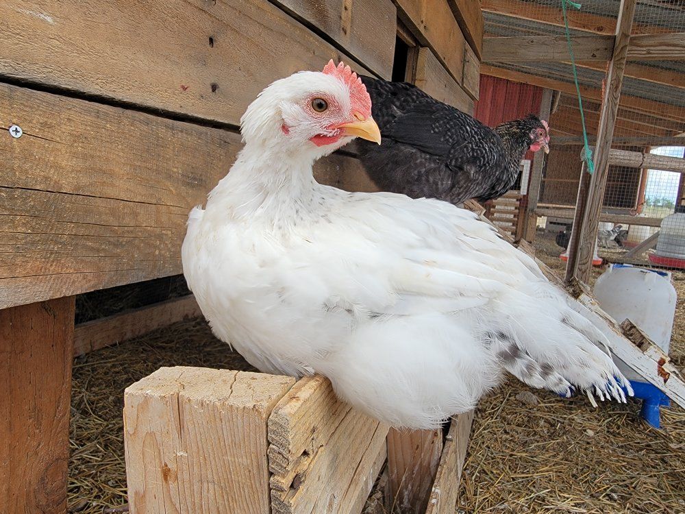 Delaware Breeding Pair - East Coast Lines