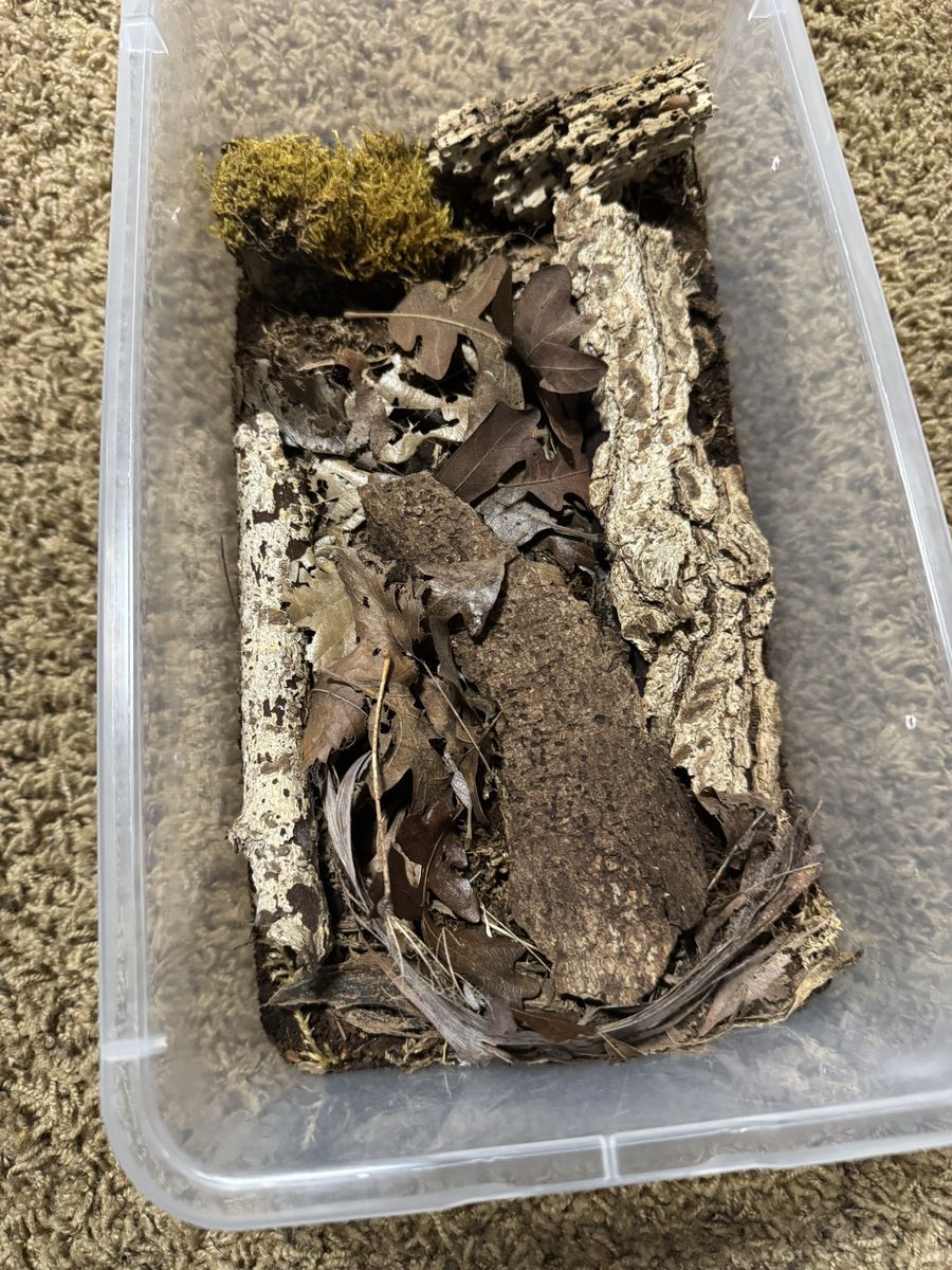 Powder orange isopod full set up