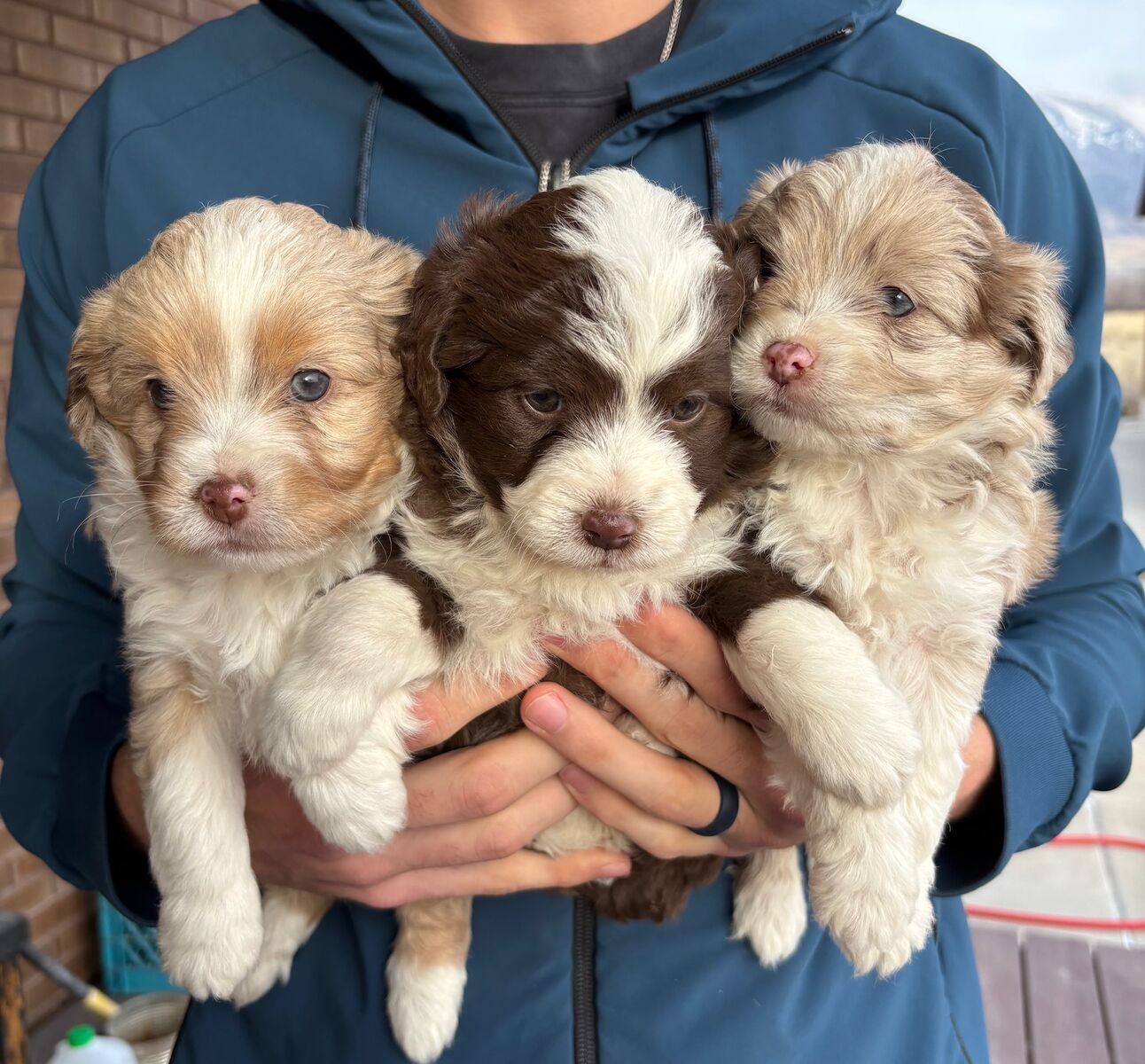 CKC registered Mini Aussie doodle puppies