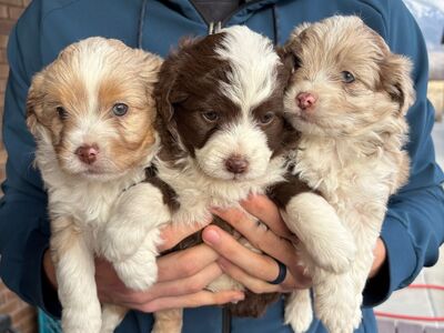 CKC registered Mini Aussie doodle puppies