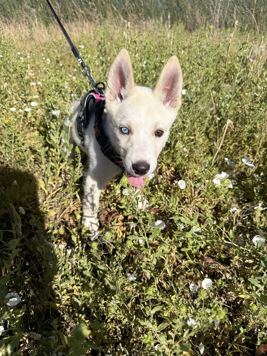 Adorable Siberian Husky/German Shepard Puppy - Female White Coat, Blue and Brown Heterochromia Eyes