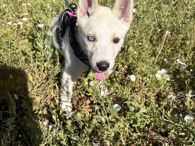Adorable Siberian Husky/German Shepard Puppy - Female White Coat, Blue and Brown Heterochromia Eyes