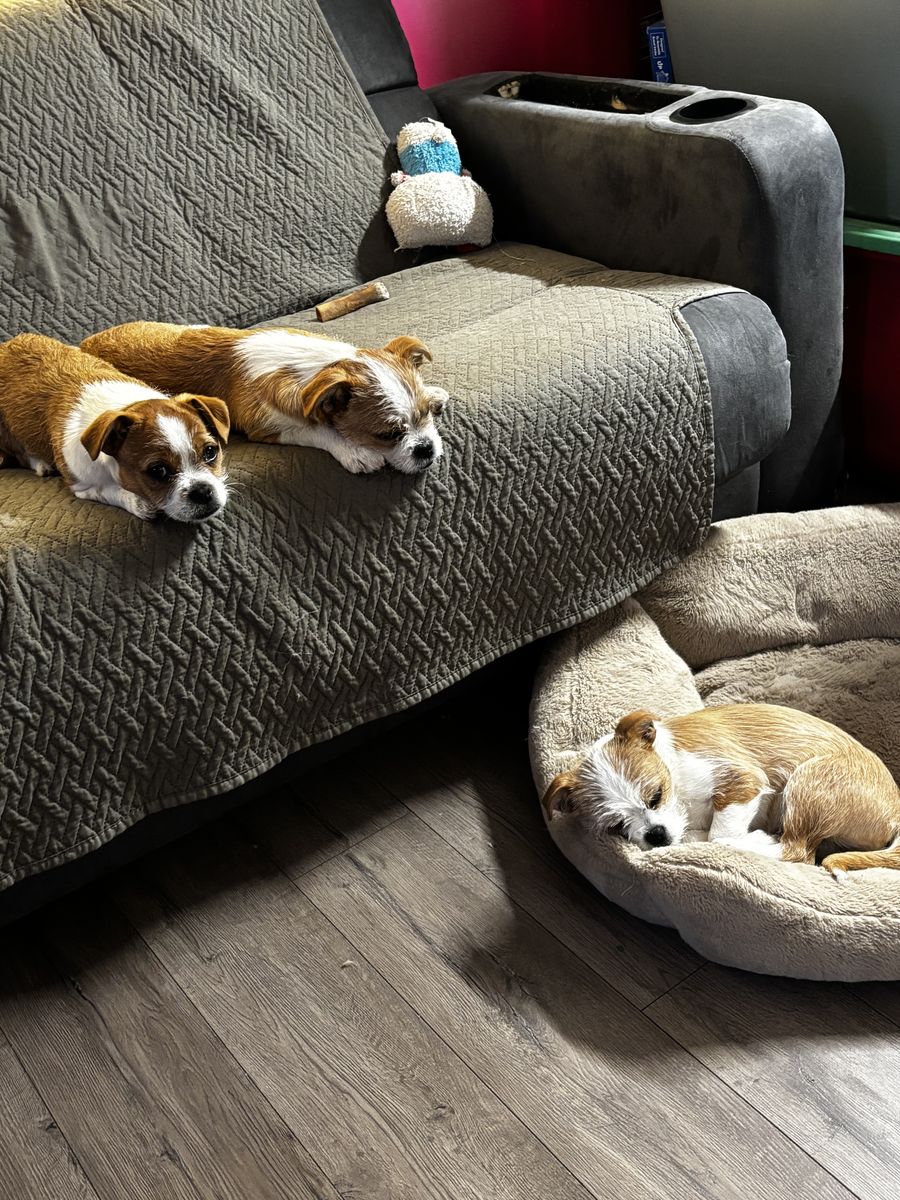 shih tzu mixed chihuahua puppies!