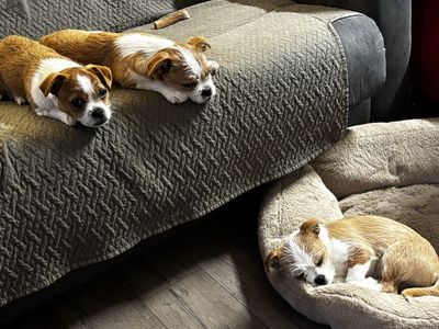 shih tzu mixed chihuahua puppies!