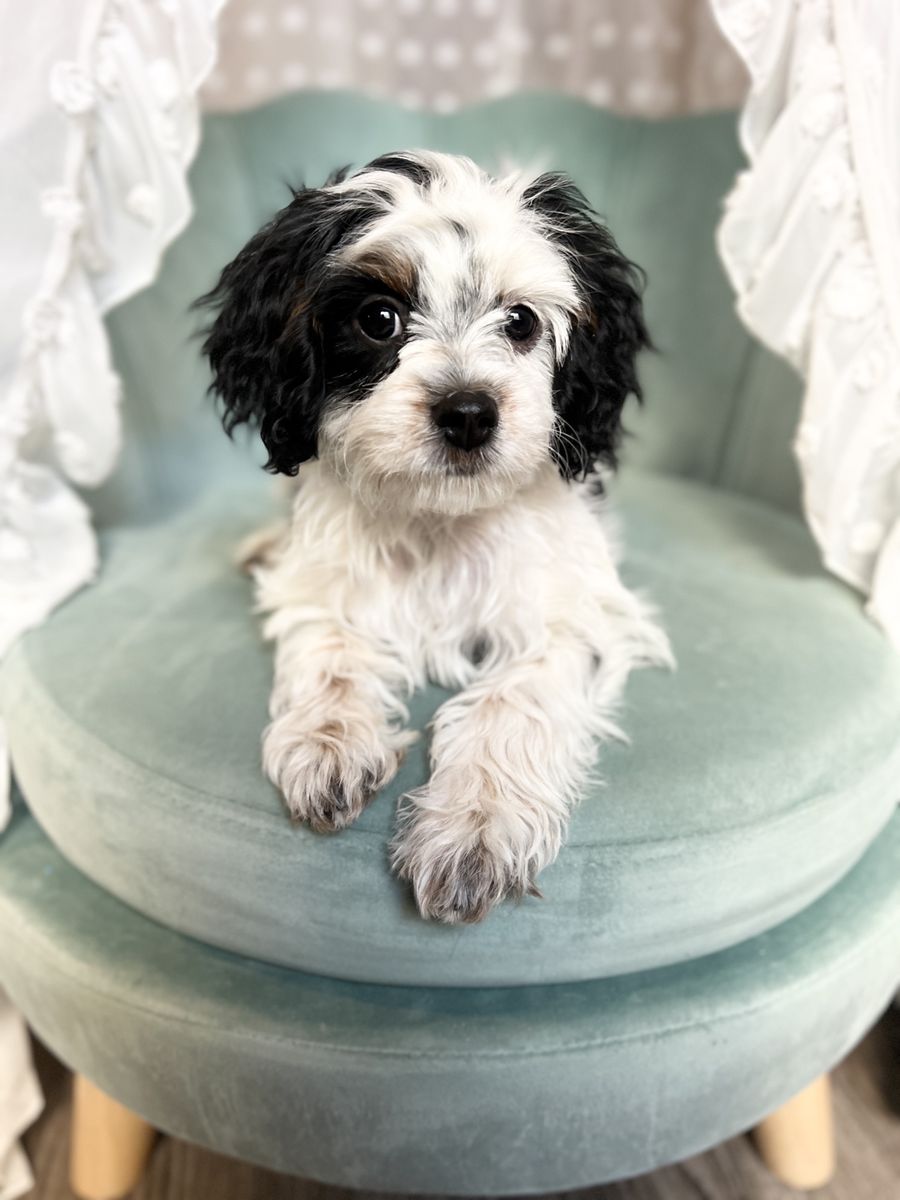 Cavapoo Girls | Potty & Crate Trained | DNA Tested