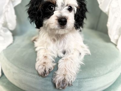 Cavapoo Girls | Potty & Crate Trained | DNA Tested