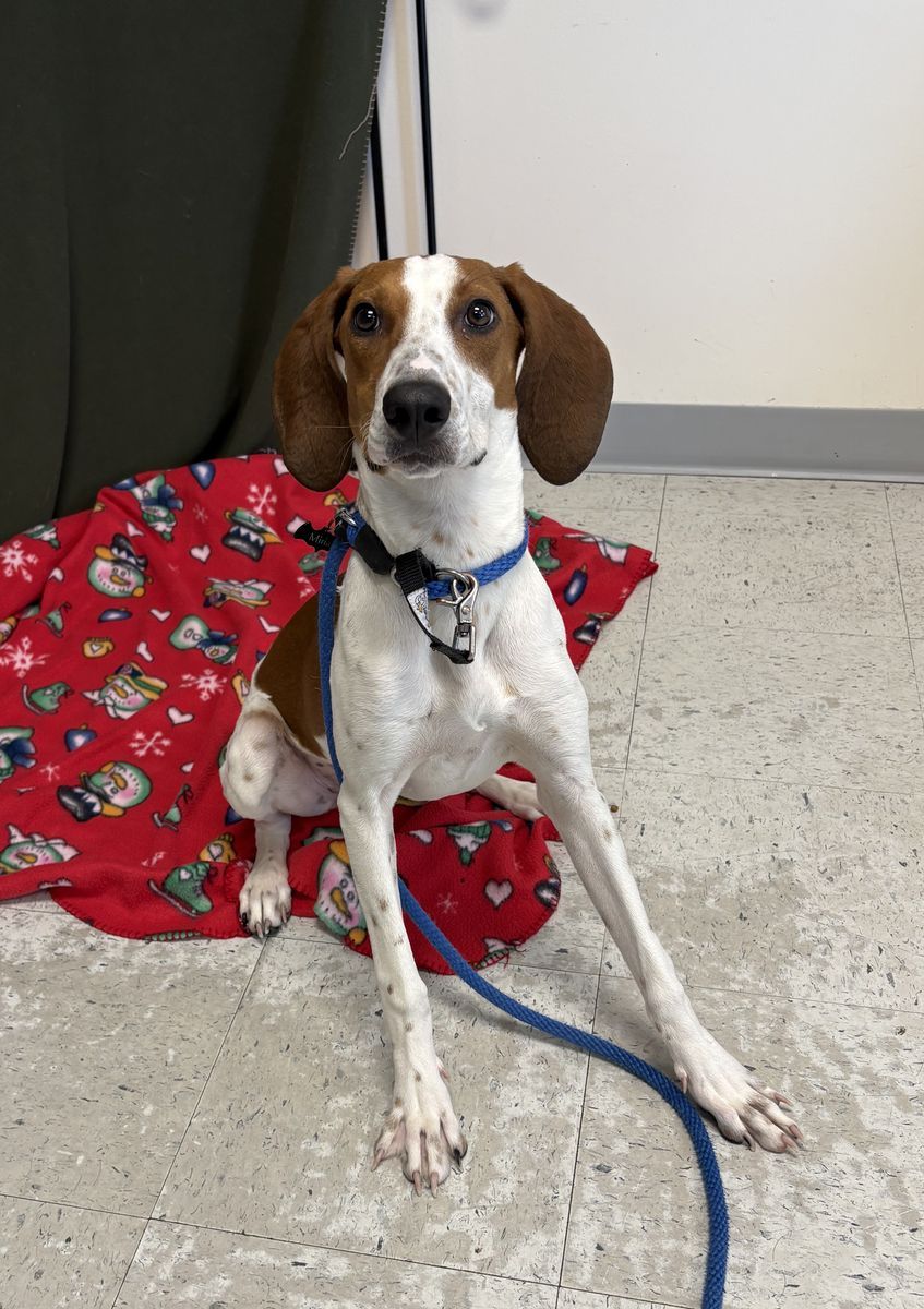 A161373 Mini is Available for Adoption!