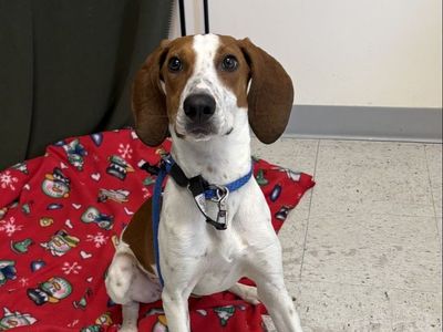 A161373 Mini is Available for Adoption!