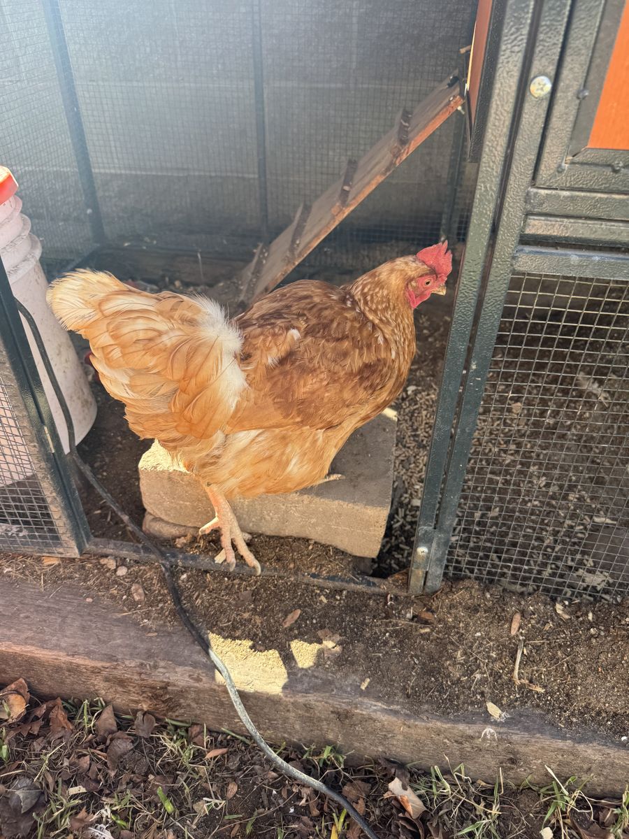 1 buff Orpington