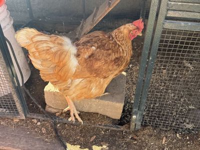 1 buff Orpington