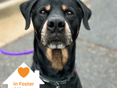 Hello my name is Ranger