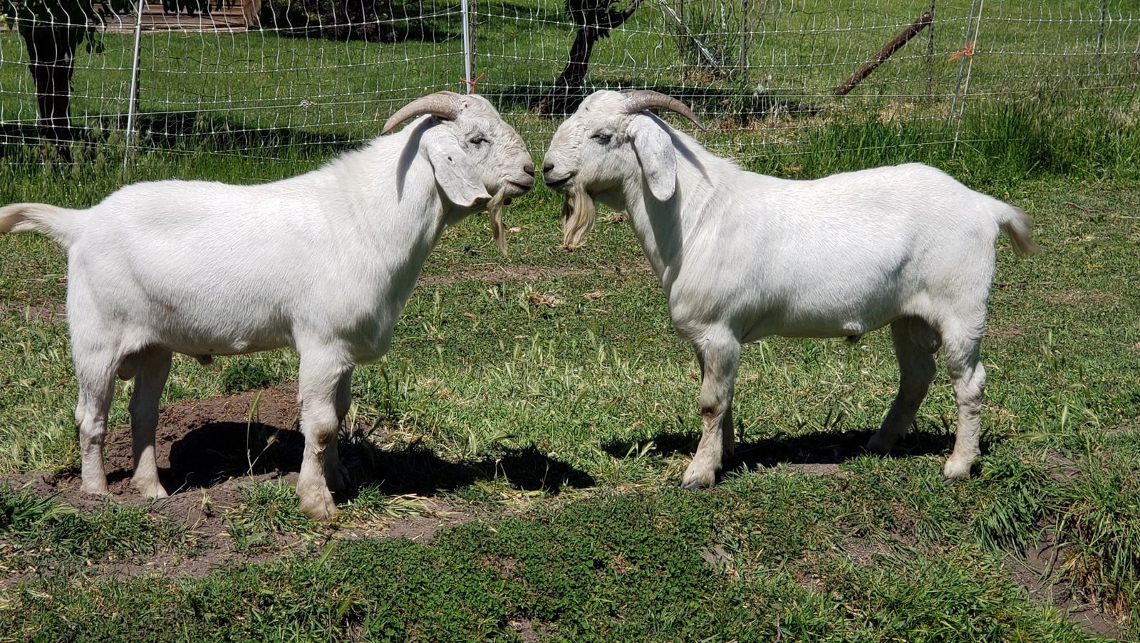 Yearling Fullblood Savanna and Boer Crossbred Bucks