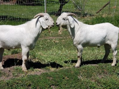 Yearling Fullblood Savanna and Boer Crossbred Bucks