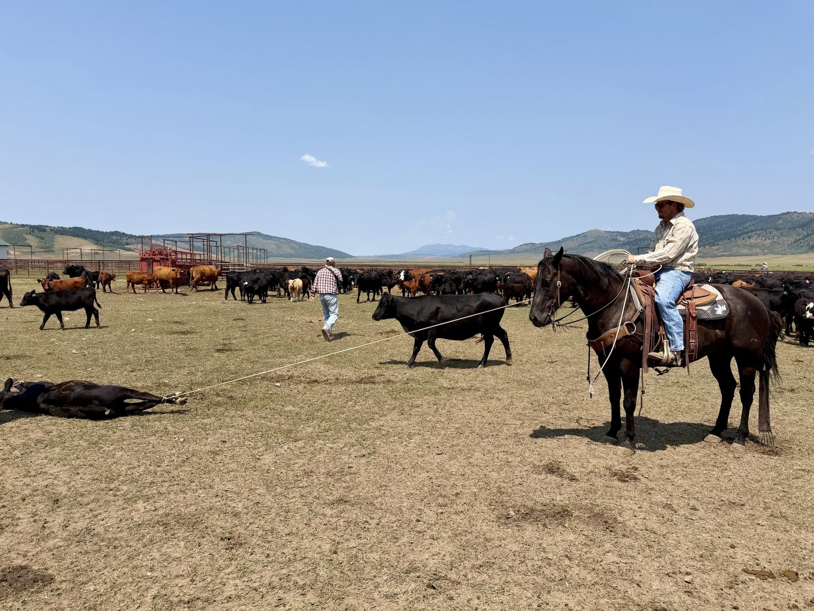 8 yr old AQHA Head Horse/Ranch Horse